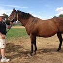 John with Black Cavier and All Too Hard's mum 'Helsinge' John with Black Cavier and All Too Hard's mum 'Helsinge'